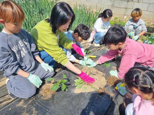 눈냇골 기후천사단 행복 텃밭 모종심기
